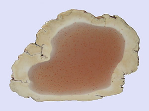 Datolite nodule with Copper Inclusions, Keweenaw peninsula, Michigan