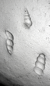 Fossil Imprints in Opal variety Menilite, Pantano Camarillas, Agramón, Albacete, Castile-La Mancha, Spain