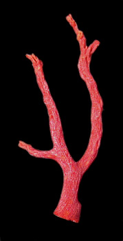 Red Coral, Spanish Mediterranean Coast