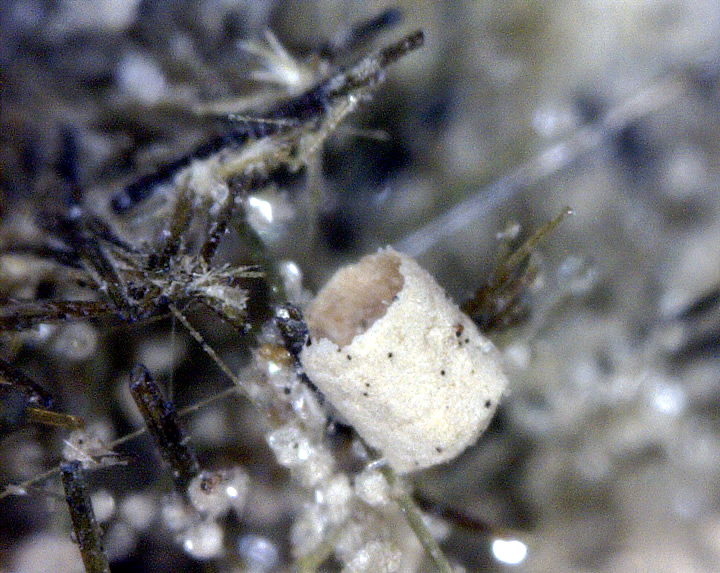 Epididymite on Aegerine, Poudrette Quarry, Mont Saint-Hilaire, Rouville RCM, Montérégie, Québec, Canada